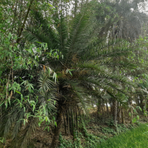 Areca Palm (Golden Cane Palm)